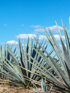Agave bleue sur un ciel bleu