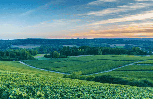 La France, ses vignes et ses cocktails