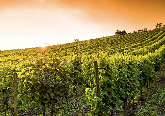 vins doux naturels champs de vignes