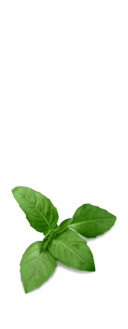 Basilic