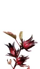 Fleurs de bissap