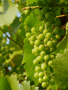 Raisin verts utilisés pour la fabrication du Verjus.