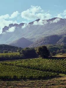 Terroir de la Clairette de Die - Maison Jaillance