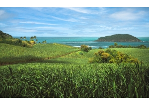 Plantations de canne à sucre à Petite Rivière Salée.